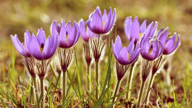 Spring flowers. Beautifully blossoming pasque flower and sun with a natural colored background. (Pulsatilla grandis)