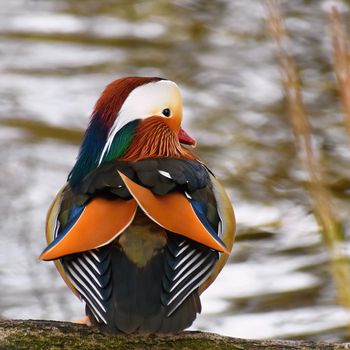 A colourful male mandarin duck.  (Aix galericulata)