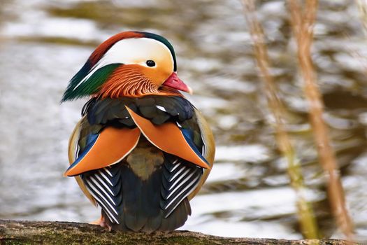 A colourful male mandarin duck.  (Aix galericulata)