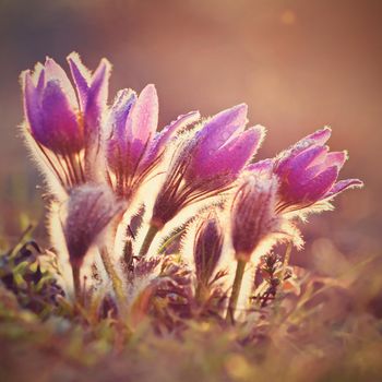 Beautiful purple little furry pasque flower. (Pulsatilla grandis) Pulsatilla patens. Pasqueflowers. Blooming on spring meadow.