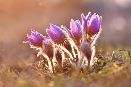 Beautiful purple little furry pasque flower. (Pulsatilla grandis) Pulsatilla patens. Pasqueflowers. Blooming on spring meadow.