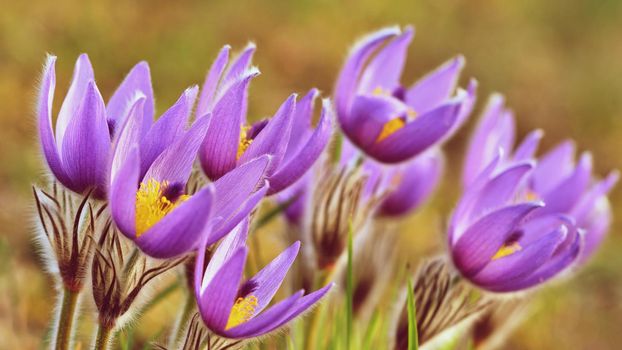 Spring flowers. Beautifully blossoming pasque flower and sun with a natural colored background. (Pulsatilla grandis)