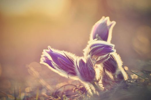 Beautiful purple little furry pasque flower. (Pulsatilla grandis) Pulsatilla patens. Pasqueflowers. Blooming on spring meadow.