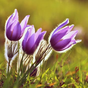 Spring flowers. Beautifully blossoming pasque flower and sun with a natural colored background. (Pulsatilla grandis)