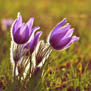 Spring flowers. Beautifully blossoming pasque flower and sun with a natural colored background. (Pulsatilla grandis)