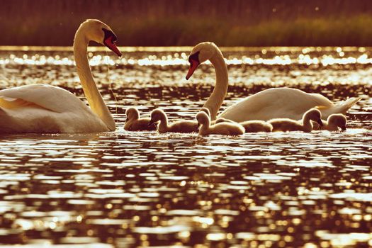 Beautiful swan cubs at the pond. Beautiful natural colored background with wild animals. Feeding chicks at sunset.