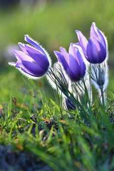 Spring flowers. Beautifully blossoming pasque flower and sun with a natural colored background. (Pulsatilla grandis)