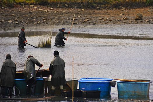 Pond harvesting. Czech's traditional fishing technology with a very long history