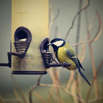 Beautiful photo of a bird.Great Tit (Parus major) and colourful background.