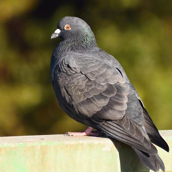 Beautiful photo of a bird. Feral pigeon (Columba livia domestica) and colourful background.