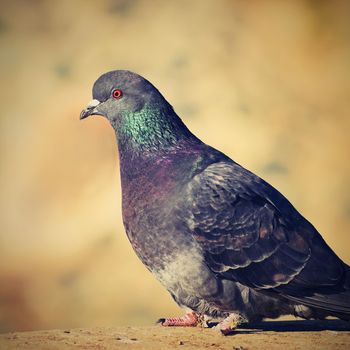 Beautiful photo of a bird. Feral pigeon (Columba livia domestica) and colourful background.