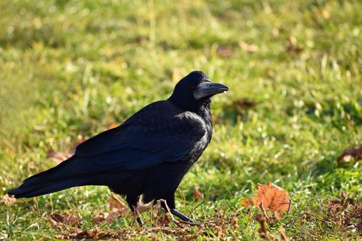 Beautiful photo of a bird - raven / crow in autumn nature. (Corvus frugilegus)