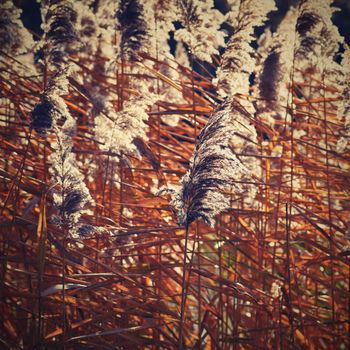 Common reed. Beautiful natural background with the sun. (Phragmites australis)