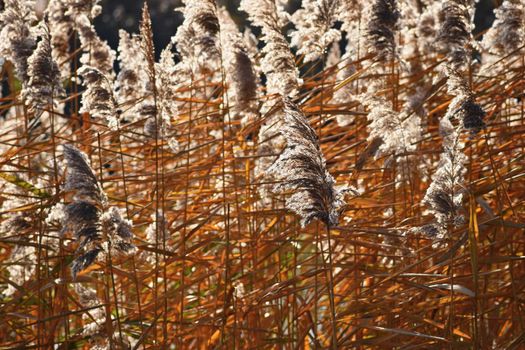 Common reed. Beautiful natural background with the sun. (Phragmites australis)