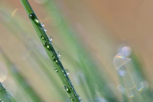 Spring. Beautiful natural background of green grass with dew and water drops. Seasonal concept - morning in nature.