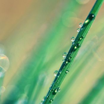 Spring. Beautiful natural background of green grass with dew and water drops. Seasonal concept - morning in nature.