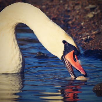 Beautiful swan at the pond. Beautiful natural colored background with wild animals. 