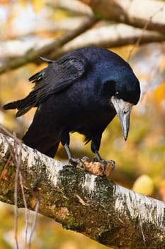 Beautiful picture of a bird - raven / crow in autumn nature.
(Corvus frugilegus)