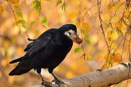 Beautiful picture of a bird - raven / crow in autumn nature.
(Corvus frugilegus)