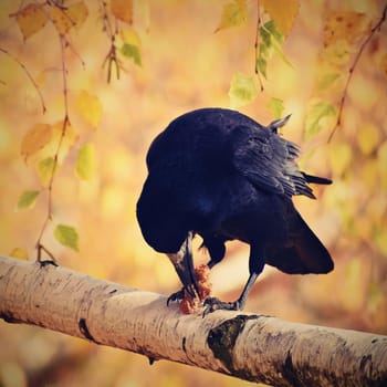 Beautiful picture of a bird - raven / crow in autumn nature.
(Corvus frugilegus)