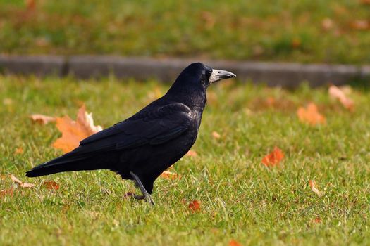Beautiful picture of a bird - raven / crow in autumn nature.
(Corvus frugilegus)