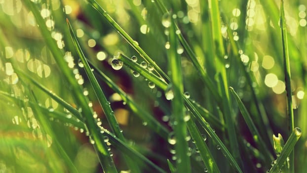 Spring. Beautiful natural background of green grass with dew and water drops. Seasonal concept - morning in nature.