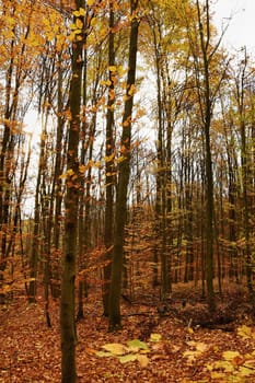 Autumn leaves. Natural seasonal colored background