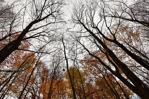 Autumn leaves. Natural seasonal colored background