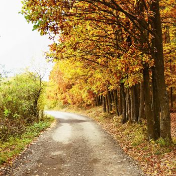 Beautiful romantic way in a park with colorful trees. Autumn natural background landscape.