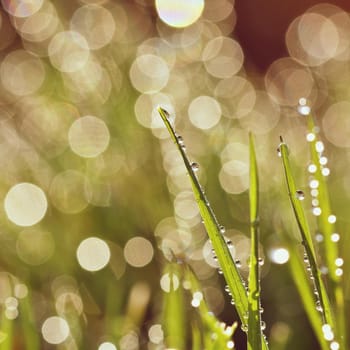 Spring. Beautiful natural background of green grass with dew and water drops. Seasonal concept - morning in nature.