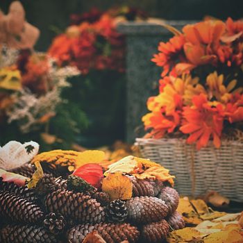 Autumn nature concept. Beautiful autumn decorations. Colorful autumn flowers at the cemetery - Halloween.