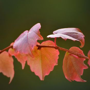 Autumn nature concept. Beautiful autumn decorations.Autumn leaves. Natural seasonal colored background. Colorful foliage in the park.