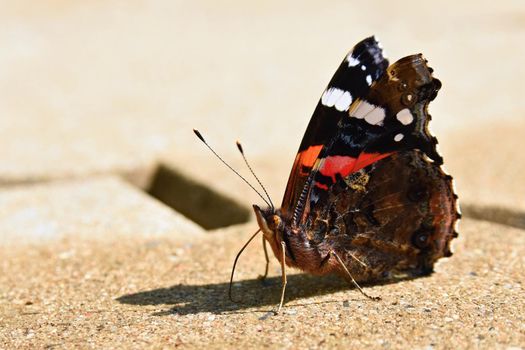 Beautiful butterfly sitting on the ground.