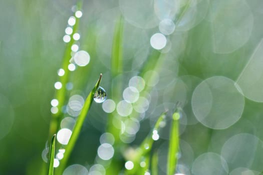 Spring. Beautiful natural background of green grass with dew and water drops. Seasonal concept - morning in nature.