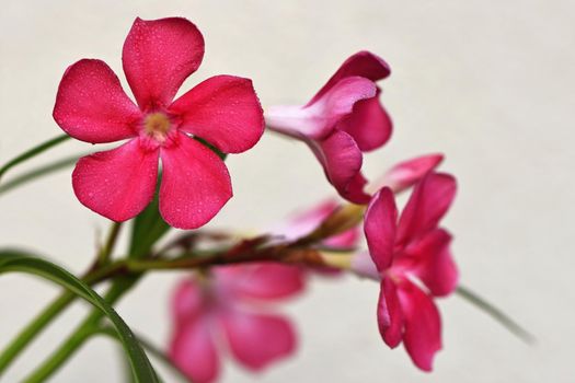 The oleander (Nerium oleander)