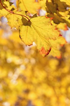 Autumn leaves. Natural seasonal colored background