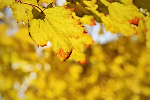 Autumn leaves. Natural seasonal colored background