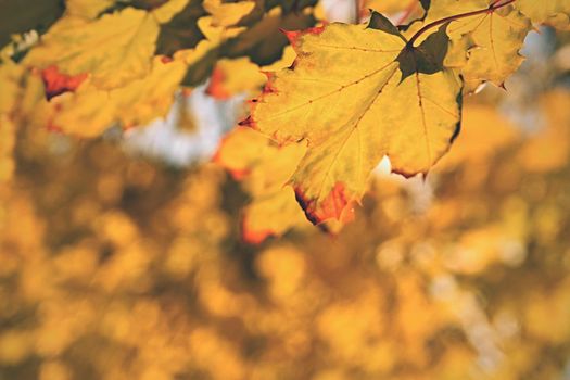 Autumn leaves. Natural seasonal colored background