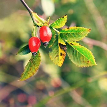 Rose bush with berries. (pometum) Rosehip. Autumn harvest time to prepare a healthy domestic tea