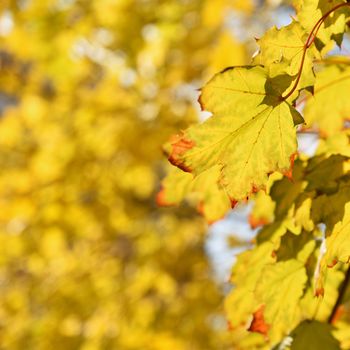 Autumn leaves. Natural seasonal colored background