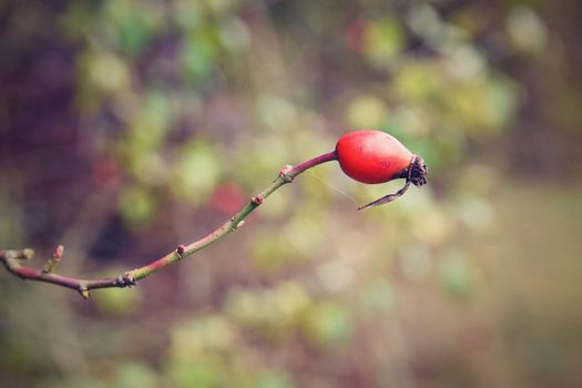 Rose bush with berries. (pometum) Rosehip. Autumn harvest time to prepare a healthy domestic tea