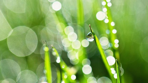 Spring. Beautiful natural background of green grass with dew and water drops. Seasonal concept - morning in nature.