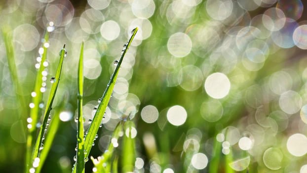 Spring. Beautiful natural background of green grass with dew and water drops. Seasonal concept - morning in nature.