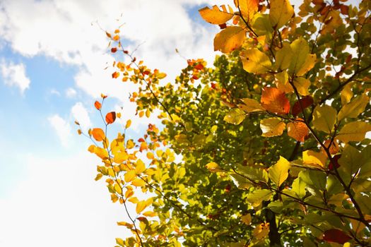 Autumn leaves. Natural seasonal colored background.