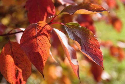 Autumn leaves. Natural seasonal colored background.