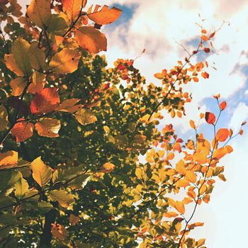 Autumn leaves. Natural seasonal colored background.