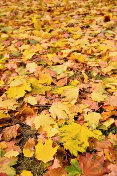 Autumn leaves. Natural seasonal colored background.