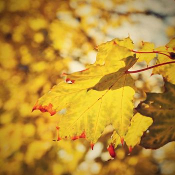 Autumn leaves. Natural seasonal colored background.