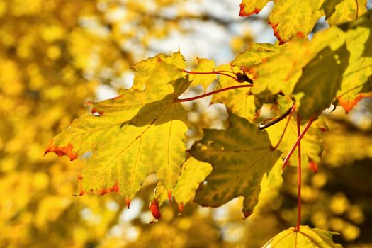 Autumn leaves. Natural seasonal colored background.