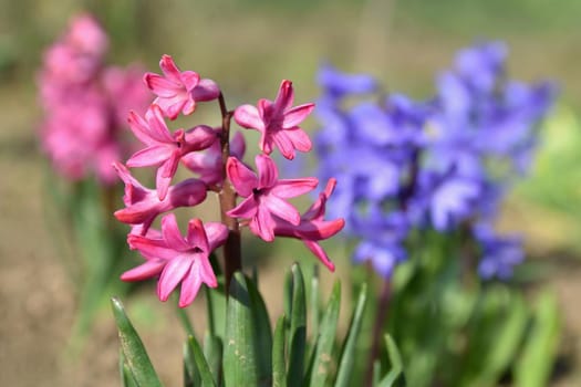 Spring and beautifully blooming flowers - hyacinth.